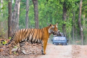 Vanuit Delhi: dagtrip naar Ranthambore National Park met safari