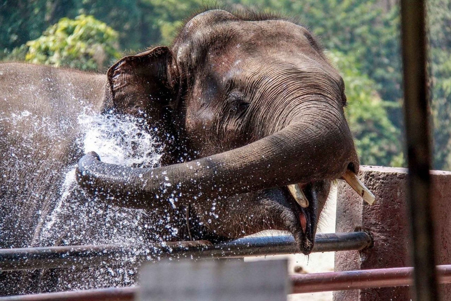 Fra Delhi: Solopgang Taj Mahal og Elefant/Bjørn SOS-tur