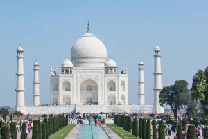 Delhistä: Auringonnousu Taj Mahal ja Elefantti/Karhu SOS -kierros