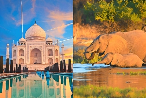 Från Delhi: Taj Mahal i soluppgången och elefantskyddstur