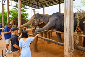 Från Delhi: Taj Mahal i soluppgången och elefantskyddstur