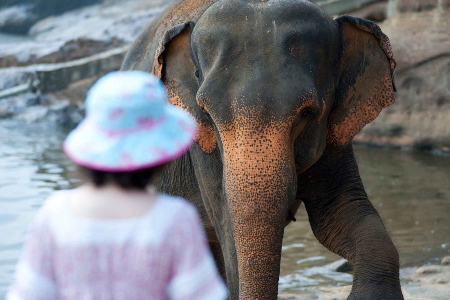 Fra Delhi: Solopgang Taj Mahal og Elephant Wildlife SOS Tour