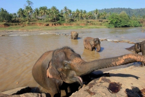 From Delhi: Sunrise Taj Mahal and Elephant Wildlife SOS Tour