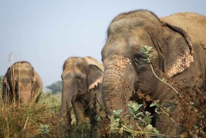 Da Delhi: Tour del Taj Mahal all'alba con Elephant SOS.