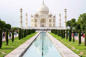 Fra New Delhi: Taj Mahal Sunrise Tour og Elephant Wildlife