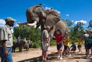 Von Delhi: Taj Mahal bei Sonnenaufgang mit Elephant SOS