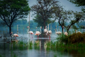 Depuis Delhi : Taj Mahal, Agra et safari ornithologique en train