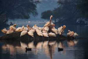 Depuis Delhi : Taj Mahal, Agra et safari ornithologique en train