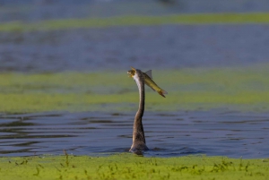 Depuis Delhi : Taj Mahal, Agra et safari ornithologique en train