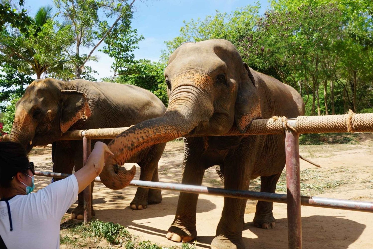 Desde Delhi: Taj Mahal, Fuerte de Agra y centro de elefantes, excursión de un día