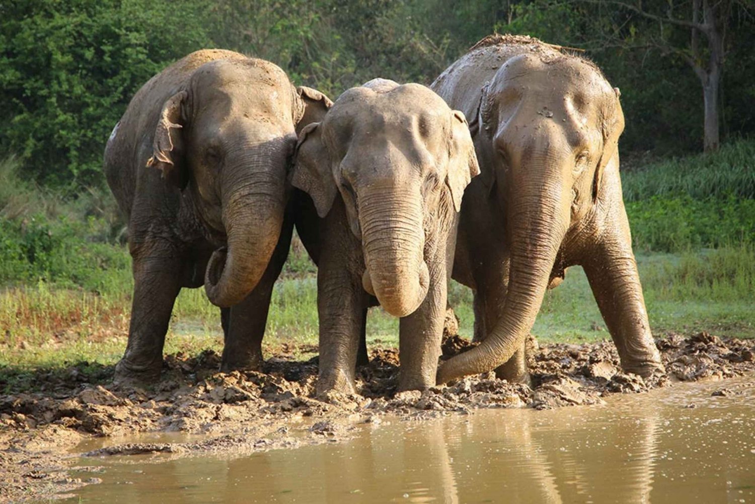 Desde Delhi: Excursión Taj Mahal Agra con Conservación de Elefantes