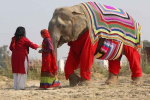 From Delhi: Taj Mahal Agra with Elephant Conservation Tour