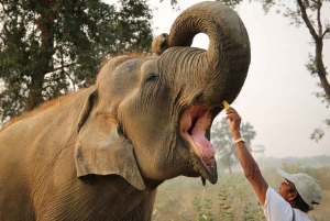 Depuis Delhi : Taj Mahal Agra avec visite de conservation des éléphants