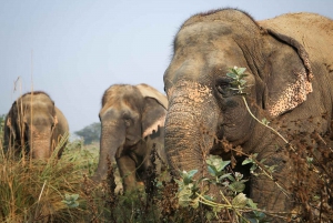 Depuis Delhi : Taj Mahal Agra avec visite de conservation des éléphants