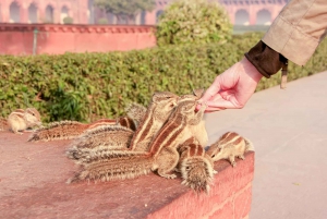 From Delhi: Taj Mahal and Agra Fort Private Sunrise Tour