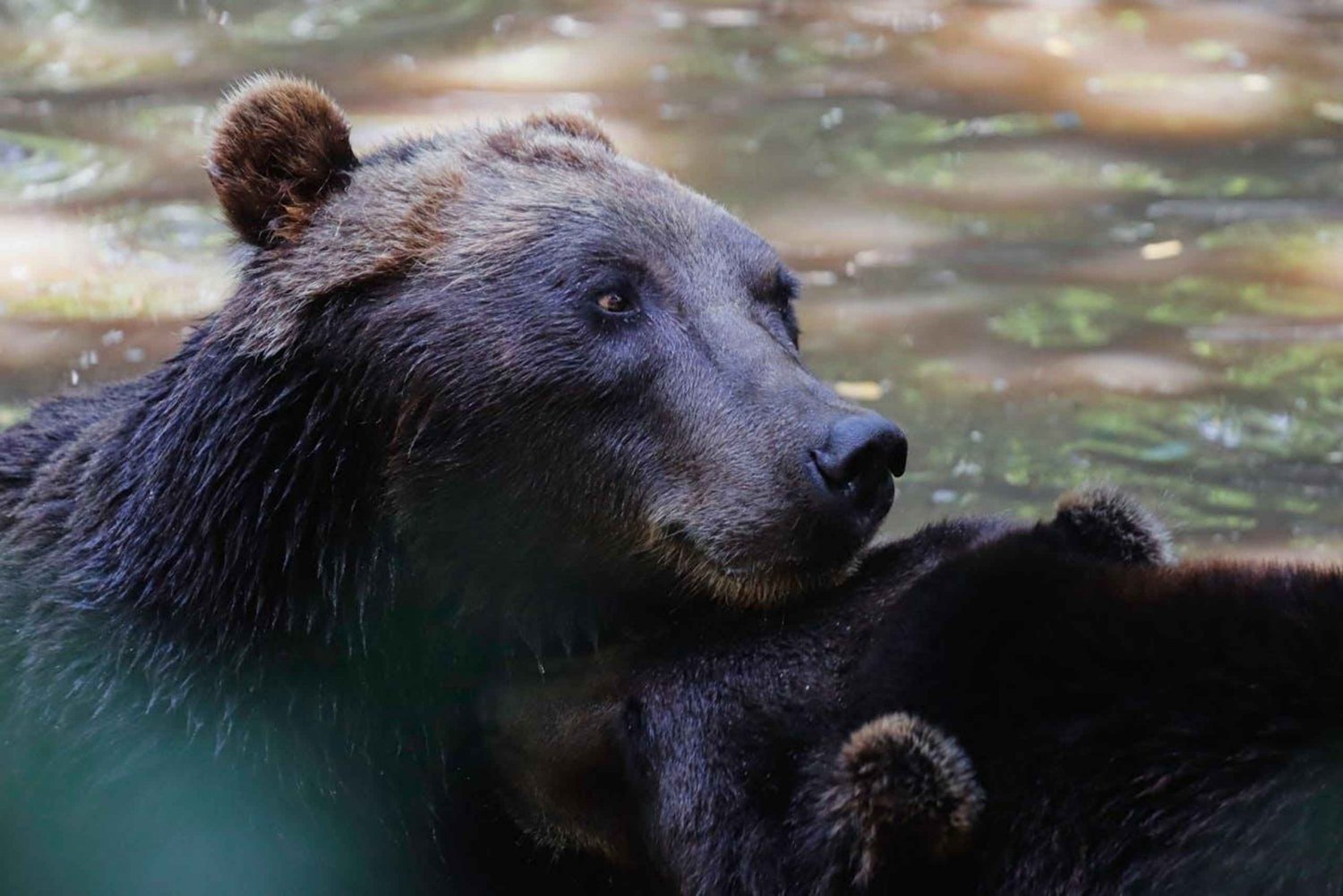 Fra Delhi: Taj Mahal soloppgang og tur til Bear Rescue Center