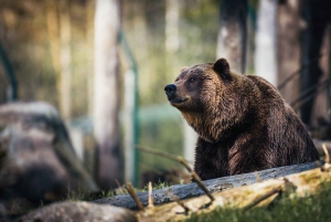 Von Delhi aus: Sonnenaufgang am Taj Mahal und Ausflug zum Bear Rescue Center