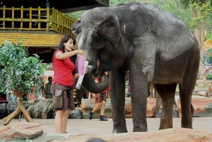 デリー発：タージ・マハル日の出と象の野生動物SOSツアー