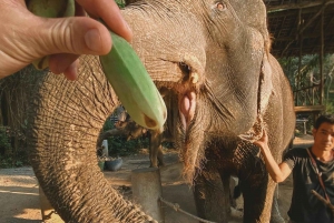 デリー発：タージ・マハル日の出と象の野生動物SOSツアー