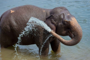 デリー発：タージ・マハル日の出と象の野生動物SOSツアー