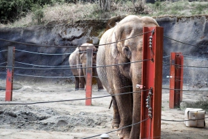 デリー発：タージ・マハル日の出と象の野生動物SOSツアー