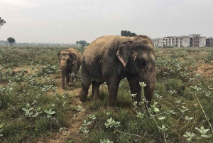 Vanuit Delhi: Taj Mahal Zonsopgang en Olifant Wildlife SOS Tour