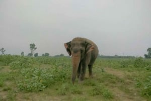 Vanuit Delhi: Taj Mahal Zonsopgang en Olifant Wildlife SOS Tour