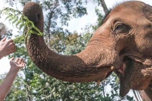 Von Delhi: Taj Mahal bei Sonnenaufgang & Elefanten-Rettungstour