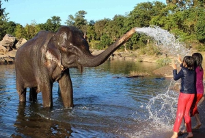 Au départ de Delhi : Tour du Taj Mahal au lever du soleil avec conservation des éléphants