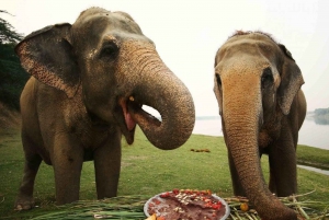 Au départ de Delhi : Tour du Taj Mahal au lever du soleil avec conservation des éléphants