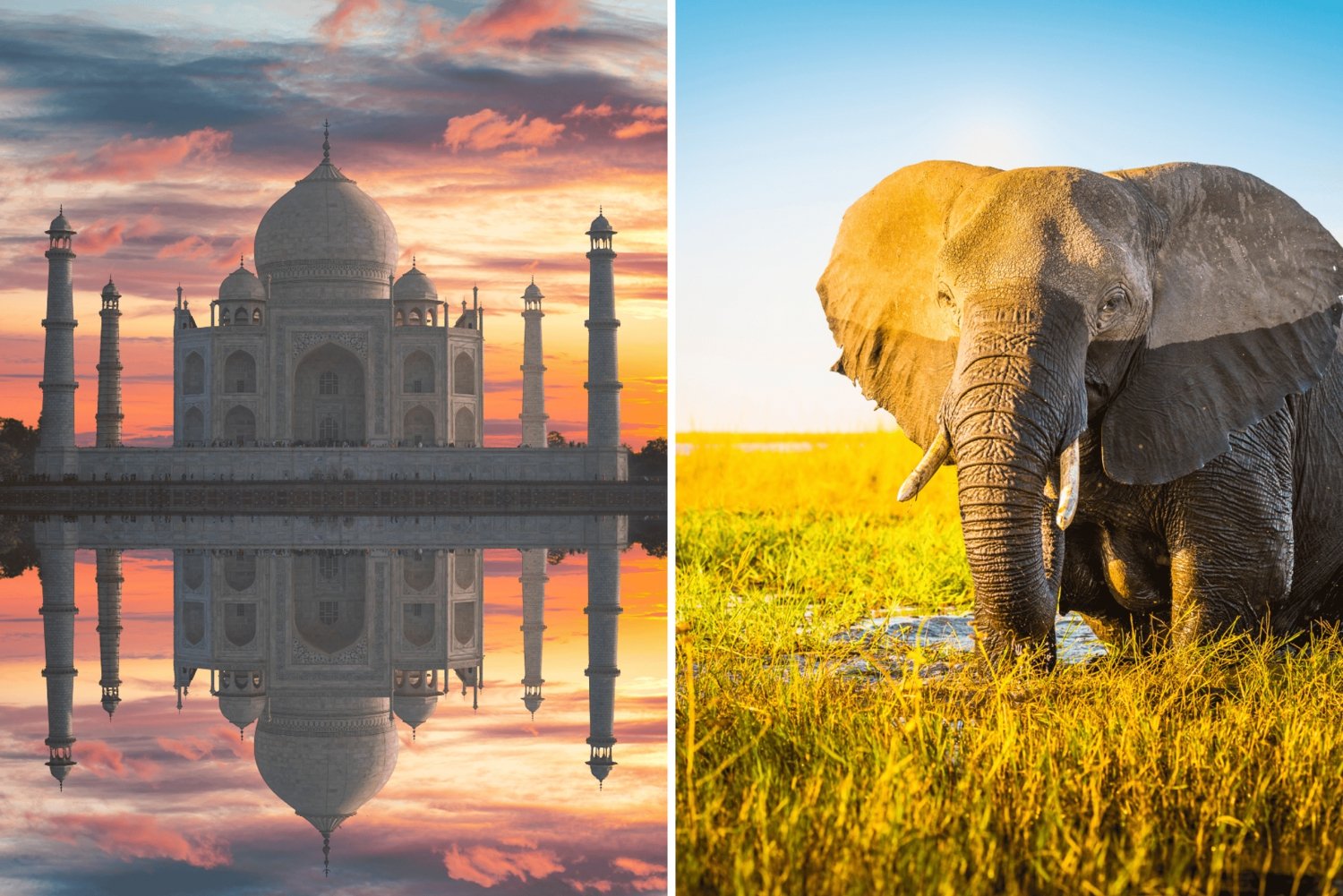 Desde Delhi: Tour al amanecer en el Taj Mahal con el centro Elephant SOS.