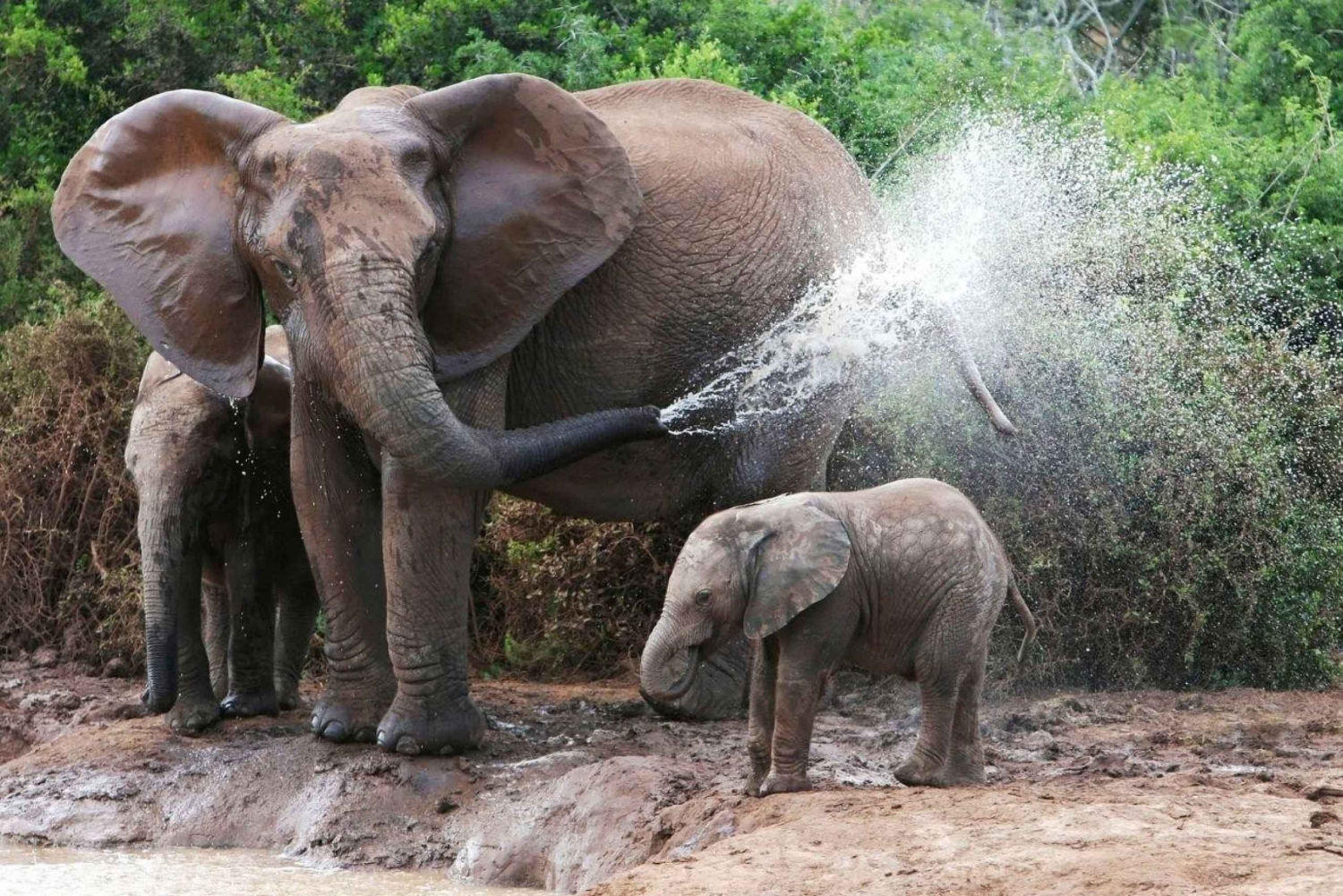 Au départ de Delhi : visite du Taj Mahal et du centre de conservation des éléphants