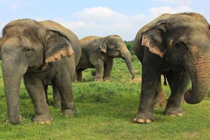 Au départ de Delhi : visite du Taj Mahal et du centre de conservation des éléphants