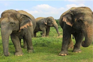 Au départ de Delhi : visite du Taj Mahal et du centre de conservation des éléphants