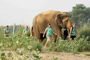 From Delhi: Taj Mahal with Photographer & Elephant SOS Tour