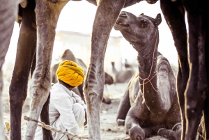 Pushkar: Private geführte Tagestour von Jaipur aus