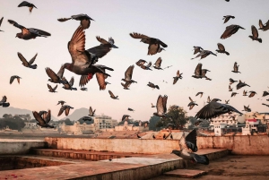 Pushkar: Private geführte Tagestour von Jaipur aus