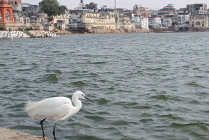 Pushkar: Privat guidad tur dagstur från Jaipur