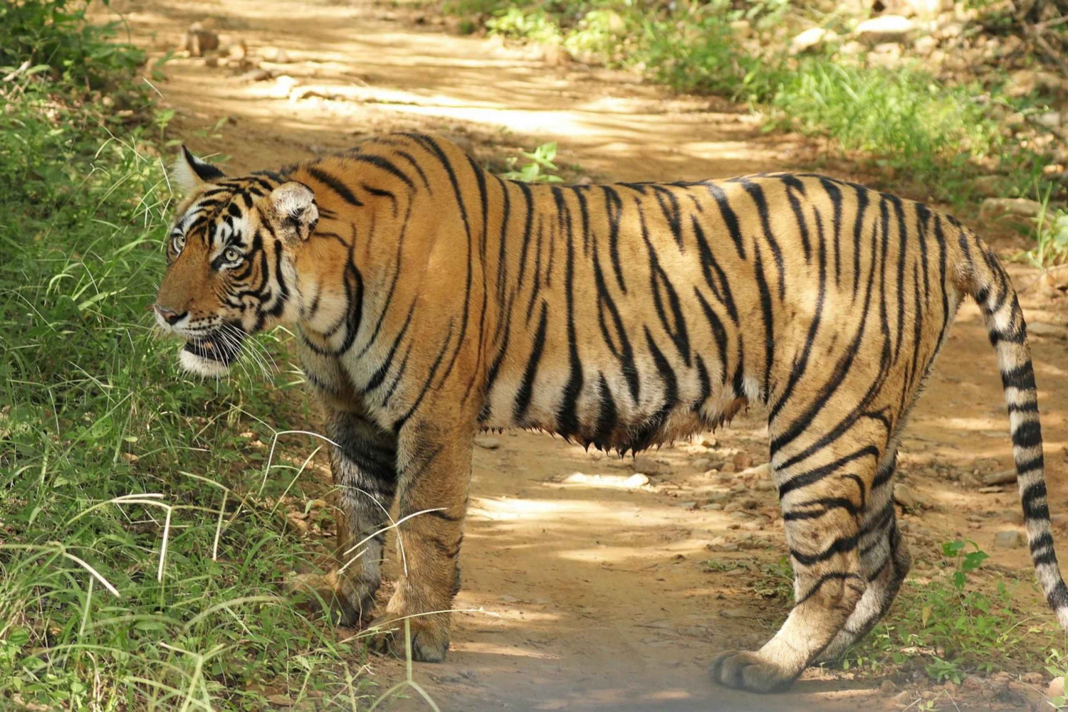 From New Delhi: 5-Day Tiger Safari & Golden Triangle Tour