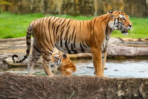 De Nova Délhi: Safári do tigre e excursão ao Triângulo Dourado de 5 dias