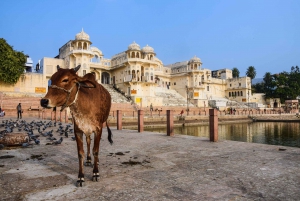 Från New Delhi: Jaipur-tur med snabbtåg eller privat bil