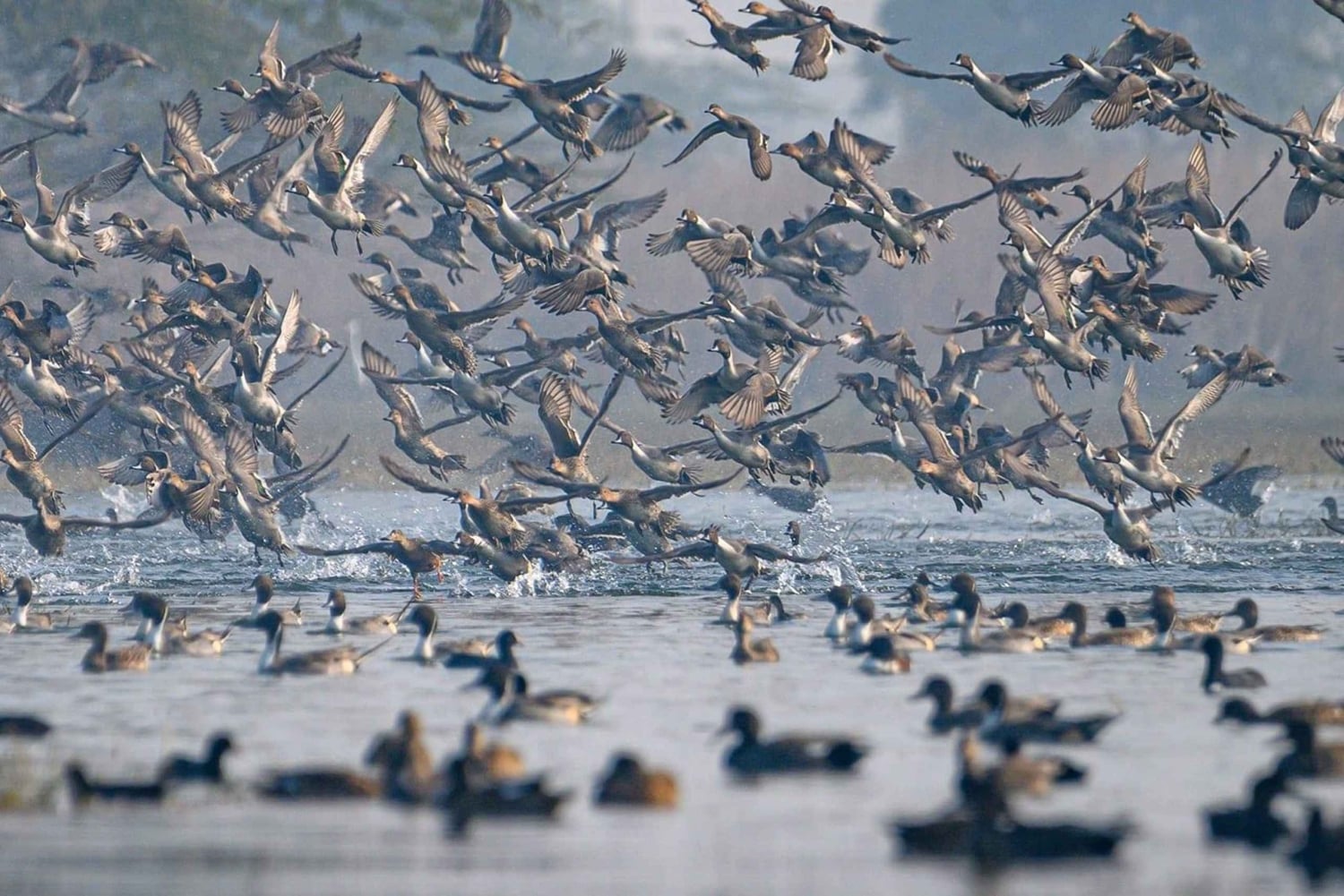ニューデリー発：車で行くスルタンプール国立公園日帰りツアー