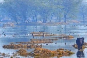 ニューデリー発：車で行くスルタンプール国立公園日帰りツアー