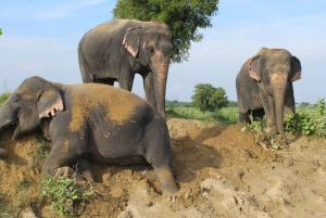 Vanuit New Delhi: Taj Mahal en Elephant Conservation Centre