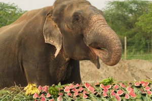 Desde Nueva Delhi: Taj Mahal y Centro de Conservación de Elefantes