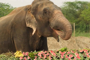 Vanuit New Delhi: Taj Mahal en Elephant Conservation Centre