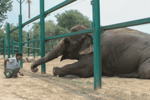 ニューデリー発：タージ・マハル日の出ツアーと象の野生動物観察