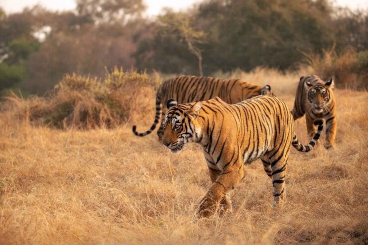 Goldenes Dreieck Tour mit Ranthambor Tiger Safari von Delhi aus