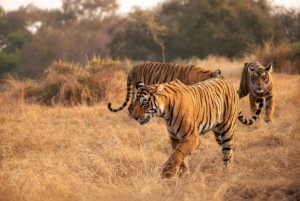 Circuit du Triangle d'Or avec safari tigre Ranthambor depuis Delhi