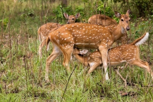 Goldenes Dreieck Tour mit Ranthambor Tiger Safari von Delhi aus